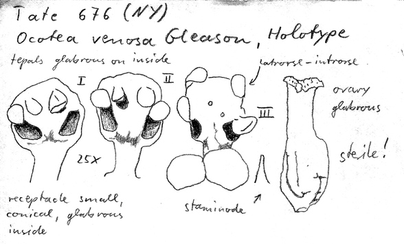 Vorschaubild Ocotea venosa Gleason